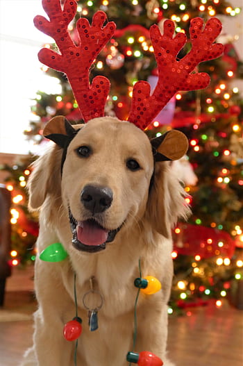 christmas, dog christmas, dog, cute, holiday, xmas, celebration, seasonal, christmas portrait
