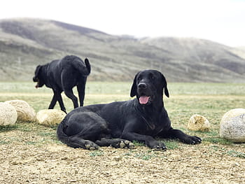 dewasa, hitam, labrador retriever, kebohongan, rumput, Black Dog, Labrador, Prairie, anjing hitam, anjing, hewan