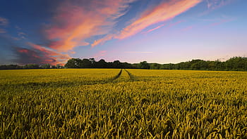 vert, champ d'herbe, des arbres, campagne, récolte, agriculture, ferme, la nature, champ, été, paysage