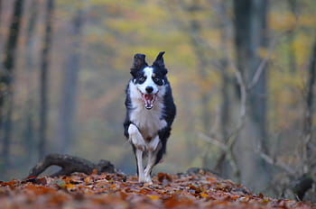 selective, focus photography, adult, white, black, border collie, running, forest, daytime, autumn, dog