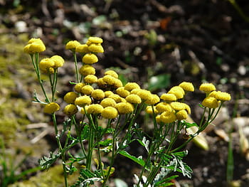 rejnfan, blomst, blomstre, flor, persicaria, blomsterknapper, gul, lyse gule, citron, tanacetum vulgare, krysantemum vulgare