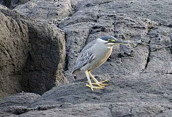 little heron, bird, wader, striated heron, butorides striata, mangrove heron, green-backed heron, beach, rocks, gokarna, sea