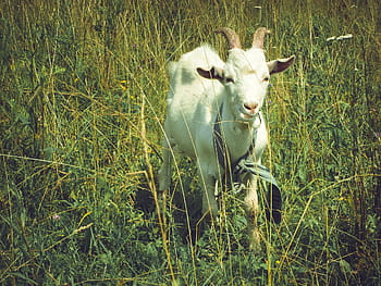 blanc, chèvre, champ d'herbe, herbe, champ, animal, ensoleillé, thèmes animaux, un animal, la nature, mammifère