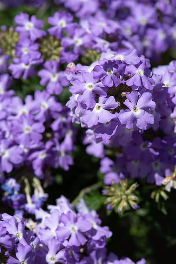 fiori, blu, fiori blu, primula, bacchetta del tamburo, sfera e primula, giardino, in giardino, primavera, avvicinamento