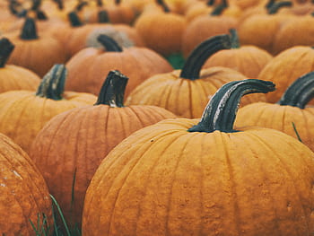 squash, zeleniny, oranžový, dýně, Halooween