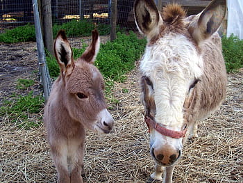 donkey, equine, animal, farm, rural, nature, countryside, mother, baby