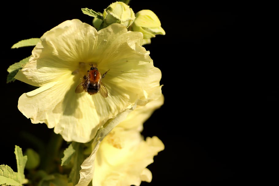 mallow, hummel, flower, flora, insect, visitors, plant, nature, flower garden, pollination, summer