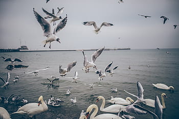 birds, ducks, seagulls, pigeons, swans, flying, wings, animals, water