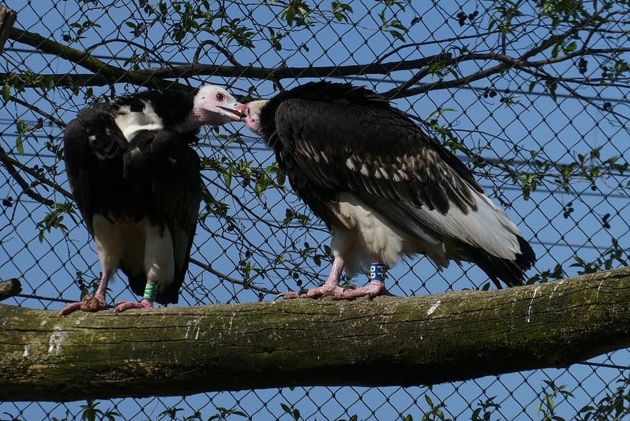 avvoltoi, uccelli rapaci, zoo, Blijdorp, Rotterdam, uccello, becco, avvoltoio