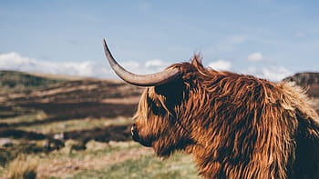 brown buffalo, animal, cattle, grass, landscape, horn, nature, field, outdoor, lawn, cloud
