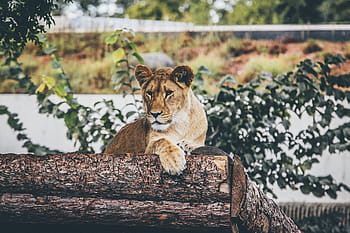 lioness, lying, green, plants, tiger, cat, animal, wildlife, woods, grass, carnivore