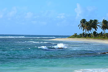 coconut palms, body, water, tradewinds, beach, ocean, guadeloupe, sky, palm, sea, nature