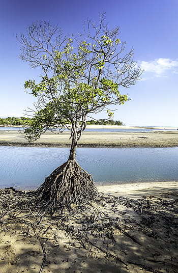 tree, roots, townsville, saunders, beach, mangrove
