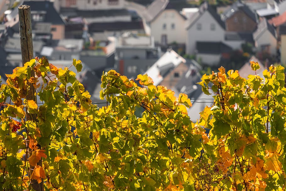 vine, wine, vines, wine village, houses, village, fall foliage, autumn, winegrowing, vineyard, vintage