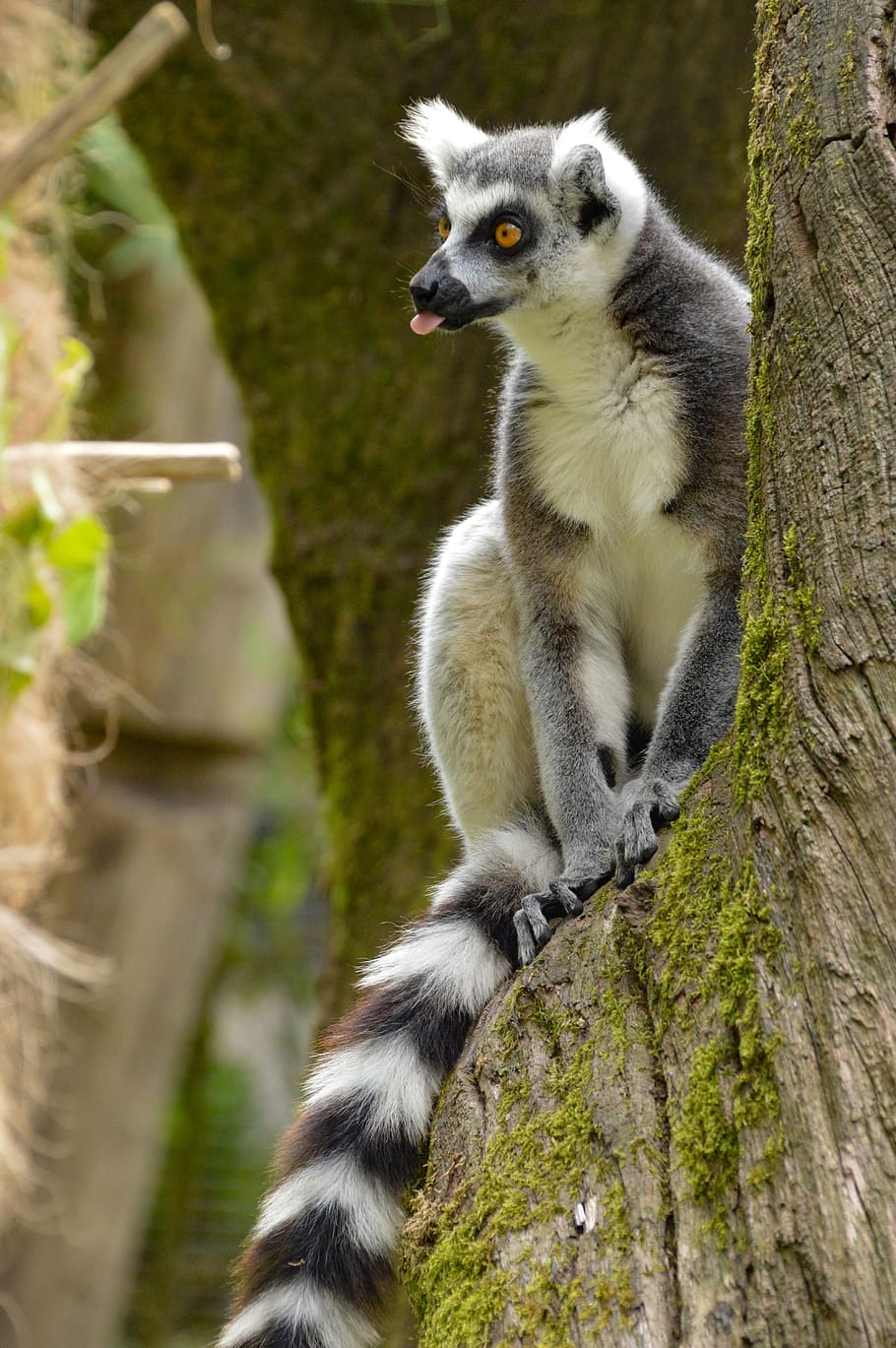 Tier, Lemur, süß, Zoo, Süss, Säugetier, Natur, Tierwelt, wild