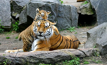 two brown-black-white tigers, two tigers, tiger, tiger cub, cat, baby, young, predator, mammal, zoo, berlin tierpark