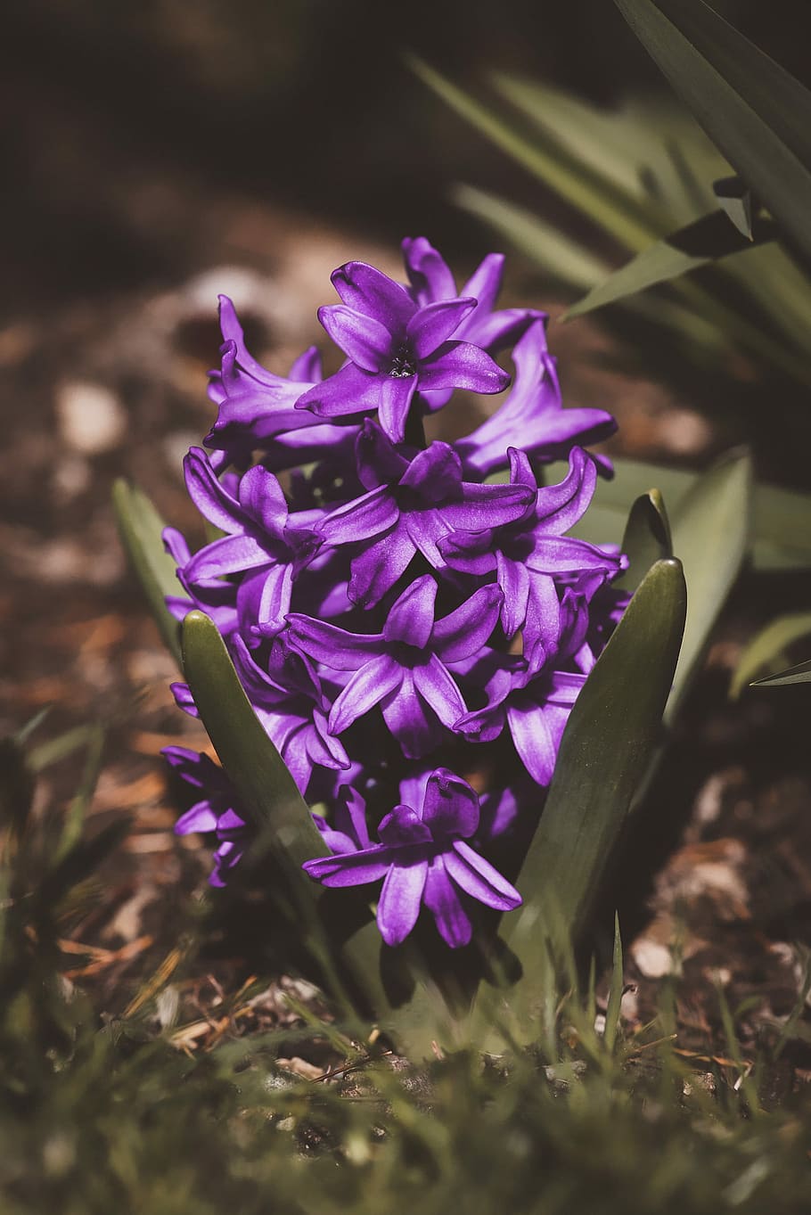 Hyacinth, Violet, Purple, Flower, purple, flower, violet flower, flowers, purple flowers, garden, in the garden, flower garden