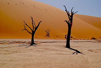 photography, tree, desert, nature, trees, without, leaves, trees without leaves, sand, shadows, sossusvlei