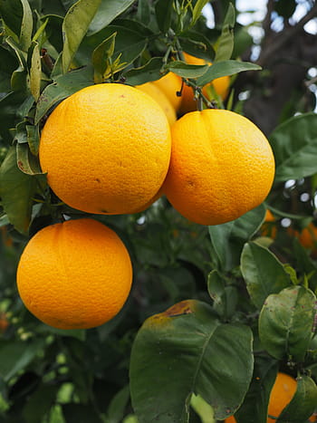 oranžový, ovoce, pomerančovník, strom, brčál, citrus, diamantová zelená, rutaceae, citrusový strom, sladká oranžová, oranžový háj