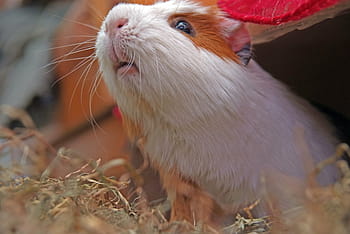 guinea pig, rodent, cuy, pet, animal