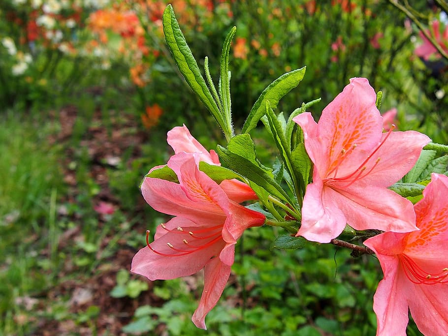 Azalea, Flower, Rhododendron, Japanese, rhododendron japanese, garden flowers, a garden plant, spring, azaleas, nature, macro