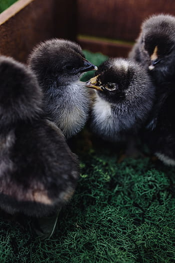 黒の赤ちゃんのひよこ、 ひよこ、 動物、 かわいい、 愛らしい、 鳥、 黒、 鶏、 赤ちゃん、 イースター、 ふわふわ