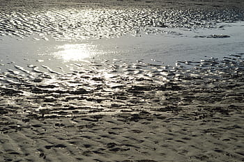 beach, sea, pier, water, sand, air, island, schiermonnikoog, west frisian, wadden, view