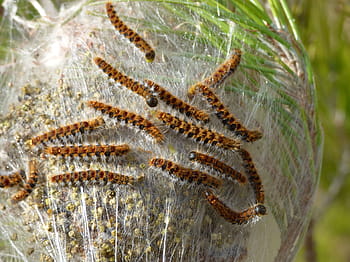 the pine processionary moth, caterpillar, plague, nest, cocoon, pine, processionary, insect, animal, nature, larva