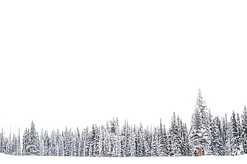 alberi di pino, rivestito, la neve, natura, albero, foresta, boschi, inverno, bianca, paesaggio, freddo - temperatura