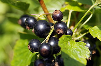 černý rybíz, Černá, rybíz, ovoce, vitamíny, džem, kompot, přírodní, keř, smutný, zahrada