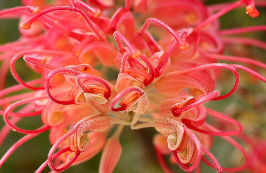 Lipari, Blossom, Bloom, Pink, Nature, colorful, exotic, red, close-up, plant, flower