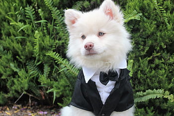 bílý, americký eskimo štěně, Černá, oblek, Pes, štěně, tux, roztomilý, letní, krém, chytrý