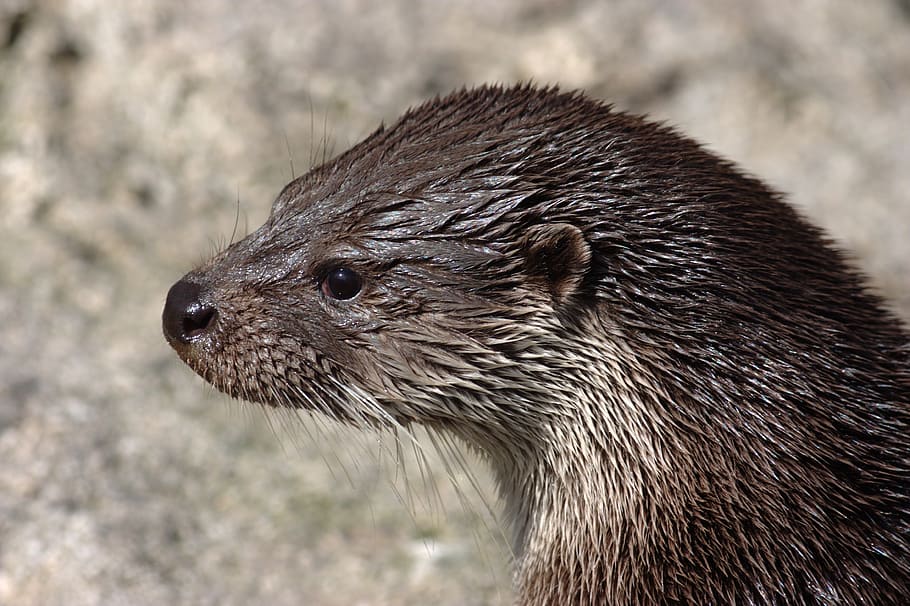 otter, wet, lutra lutra, zoo, fur, marten