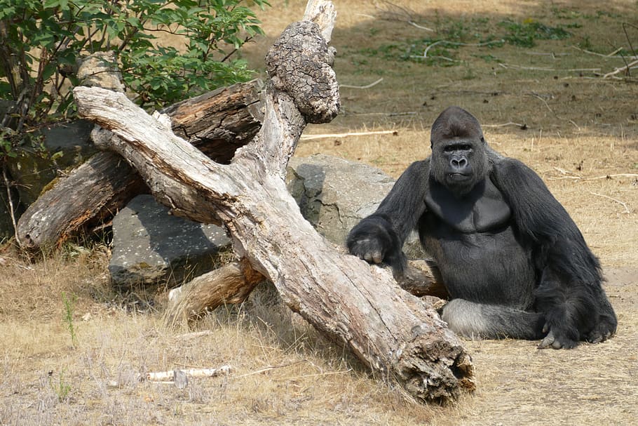 gorilla, lowland gorillas, monkey, primate, fauna, wild, male, great ape, africa, rainforest