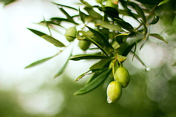 olive, oil, olives, olive trees, mediterranean, gourmet