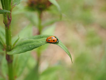 무당 벌레, 코시 넬리 대, 갑충, 탤 트론, siebenpunkt 무당 벌레, 시벤 펀크, coccinella septempunctata, 포복, 크라브 텔리에, 봄, 한 마리의 동물