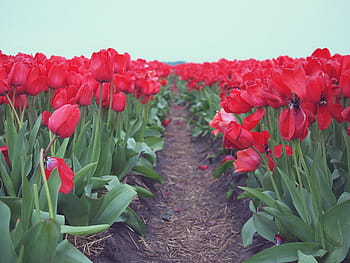 Červené, pole tulipány, modrý, nebe, zaměření fotografie, mělký, soustředit se, fotografování, tulipány, pole, během dne