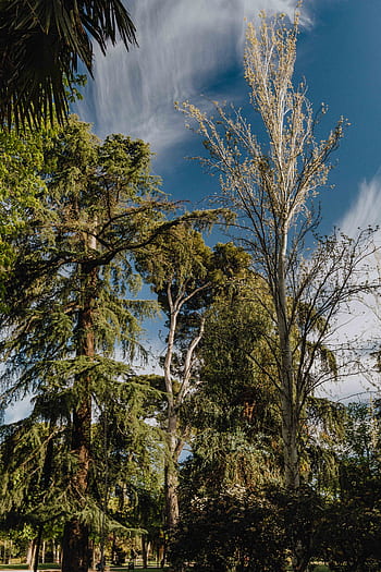 Evropa, zelená, krajina, jaro, duben, Buen, retiro, park, Madrid, Španělsko