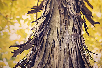 tronco d'albero, abbaiare, legna