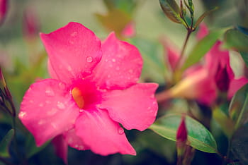 macrofotografia, rosa, fiore rocktrumpet, natura, giardino, fiore, pianta, fiorire, fioritura, estate, verde