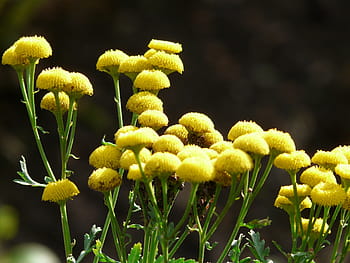tansy, květ, persicaria, barva, Jasný, květina tlačítka, žlutá, světle žlutá, citrón, tanacetum vulgare, chryzantéma vulgare