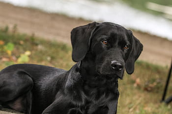 dewasa, hitam, labrador retriever, berbaring, tanah, Labrador, Dog, View, Black Dog, anjing, anjing pemburu