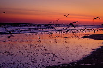 群れ、 鳥、 飛行、 海岸、 シルエット、 自然、 風景、 飛ぶ、 海、 ビーチ、 砂