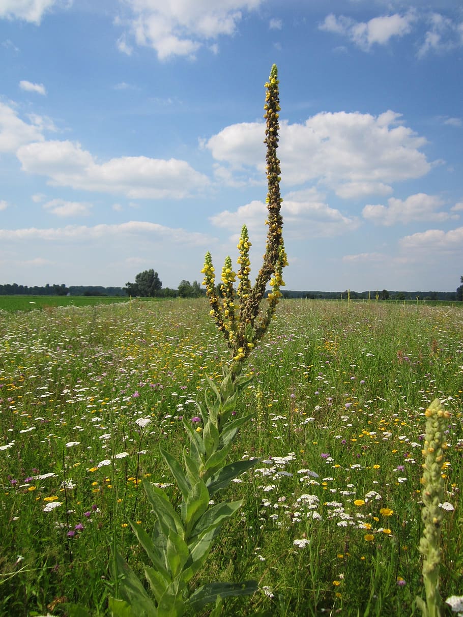 verbascum thapsus, great mullein, common mullein, wildflower, flora, botany, plant, species