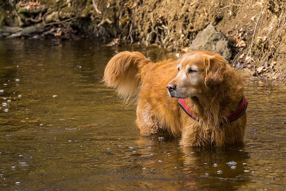 Příroda, Pes, zvíře, podzim, pozadí obrazovky, pozadí plochy, Zlatý retriever, domácí zvíře, zvířecí portrét, velký pes, retriever
