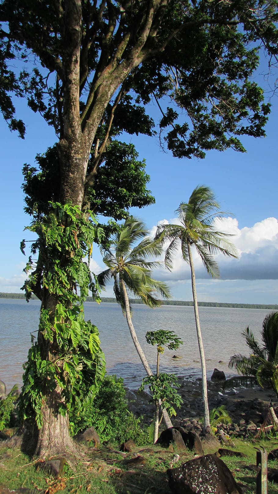 fiume Caienna, natura, peperoncino di Cayenna, Guiana francese