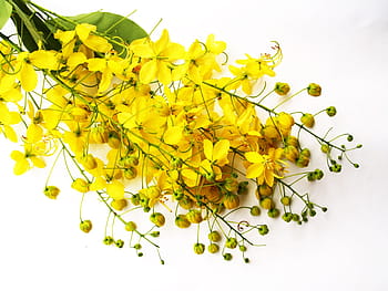 선택적, 초점 사진, 노랑, thryallis 꽃 꽃다발, 계수 나무, 샤워, 황금의, 나무, 화이트, 여름, 꽃