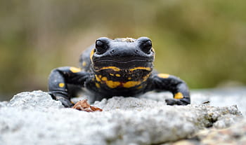 mlok, zvíře, ještěrka, Příroda, žlutá, gecko, obojživelníků, zahrada, fauna, obojživelný, silueta
