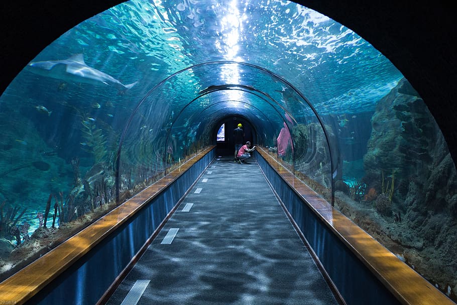 clear, glass, underwater, cave, shark tunnel, aquarium, loropark, tunnel, reflection, indoors, people