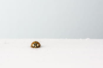 brown, ladybug, white, surface, crawling, insect, grey, one animal, snow, animal themes, winter
